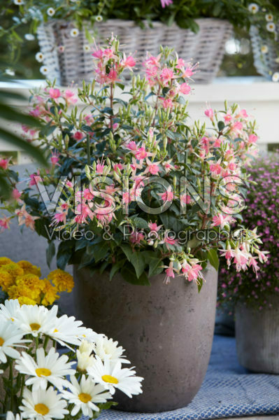 Fuchsia pink Fuchsia pink