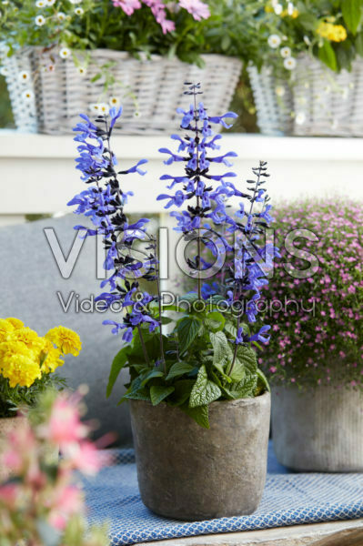 Salvia guaranitica Black and Blue Salvia guaranitica Black and Blue