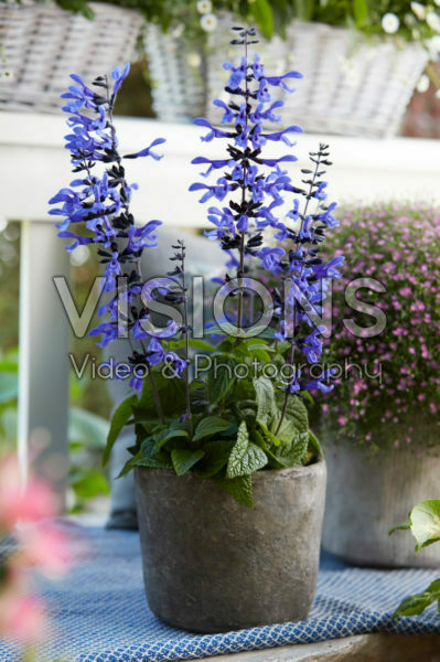 Salvia guaranitica Black and Blue Salvia guaranitica Black and Blue