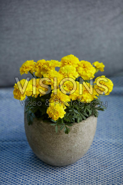 Tagetes geel Tagetes geel