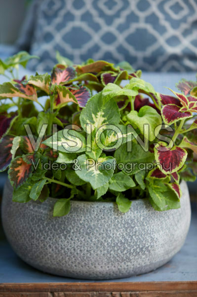 Solenostemon scutellarioides Solenostemon scutellarioides
