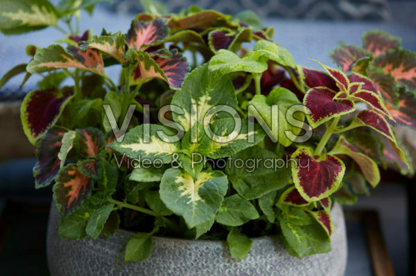 Solenostemon scutellarioides Solenostemon scutellarioides