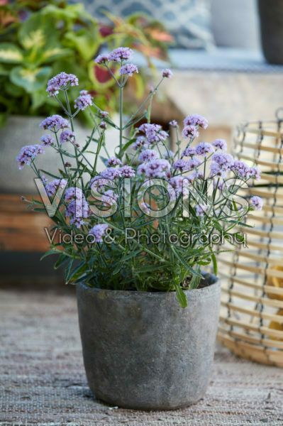 Verbena bonariensis Verbena bonariensis
