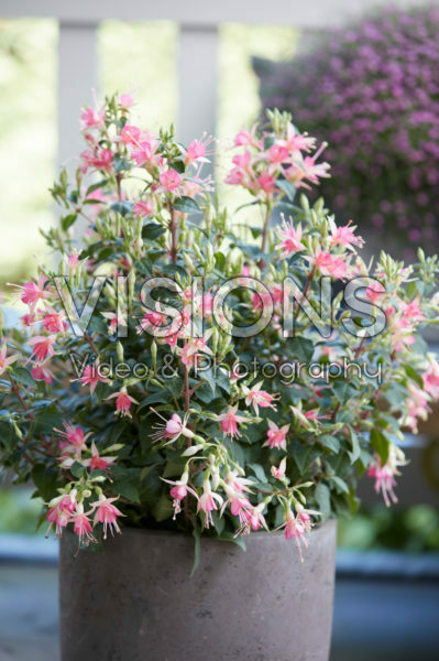 Fuchsia pink Fuchsia pink