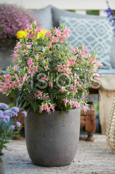 Fuchsia pink Fuchsia pink