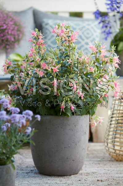 Fuchsia pink Fuchsia pink