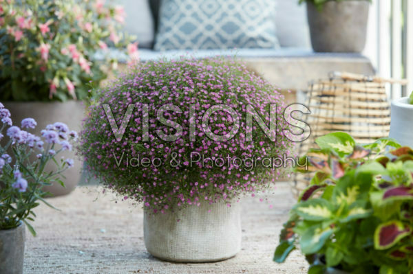 Gypsophila muralis Gypsophila muralis