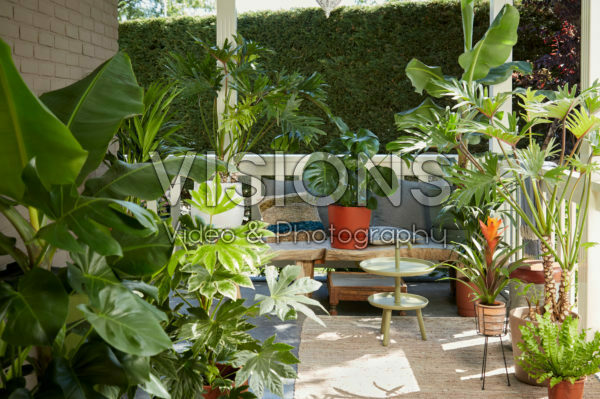 Indoor plant collection Indoor plant collection