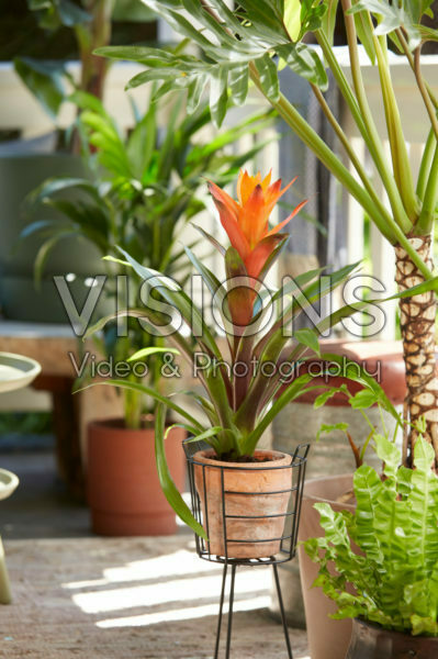 Guzmania Variada Guzmania Variada