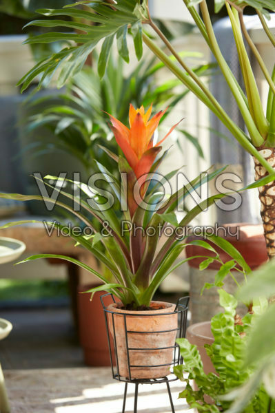 Guzmania Variada Guzmania Variada