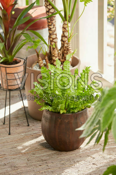 Asplenium nidus Crispy Wave Asplenium nidus Crispy Wave