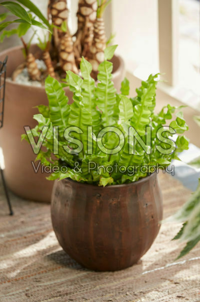 Asplenium nidus Crispy Wave Asplenium nidus Crispy Wave