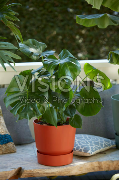 Monstera deliciosa Monstera deliciosa