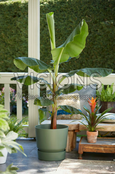 Musa acuminata Cavendish, Guzmania Variada Musa acuminata Cavendish, Guzmania Variada