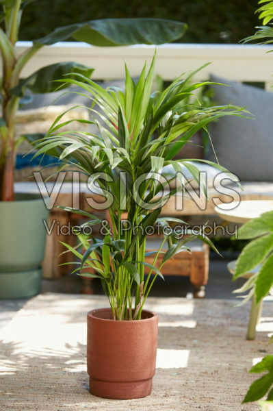 Howea forsteriana Howea forsteriana