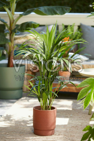 Howea forsteriana Howea forsteriana