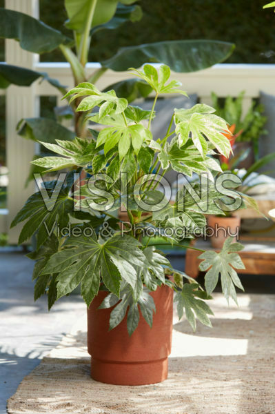 Fatsia japonica Spiderweb Fatsia japonica Spiderweb