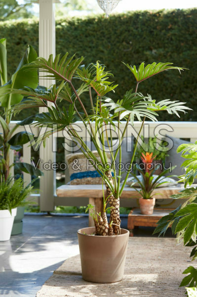 Philodendron Xantal Philodendron Xantal