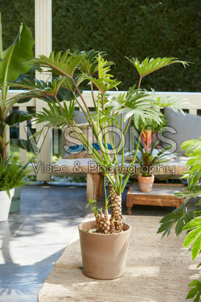 Philodendron Xantal Philodendron Xantal