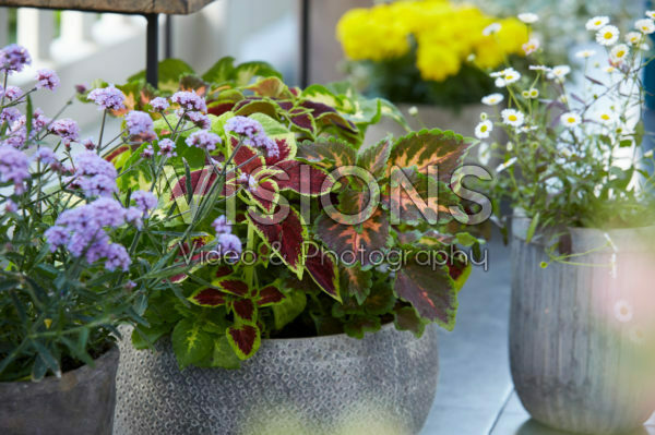 Summer balcony collection Summer balcony collection