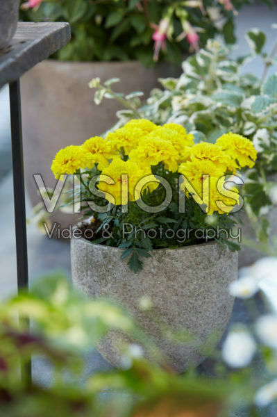 Tagetes geel Tagetes geel