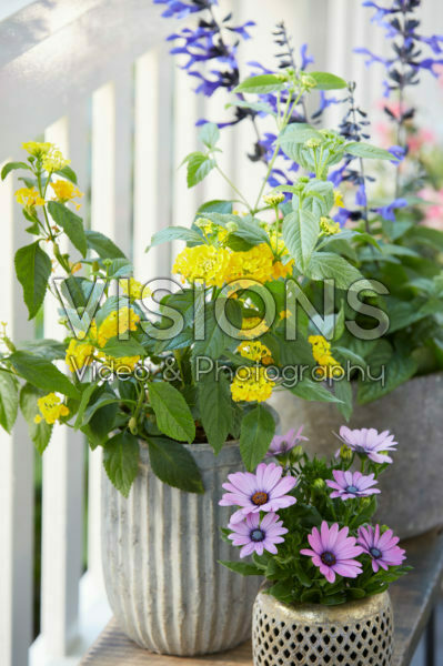Summer balcony collection Summer balcony collection