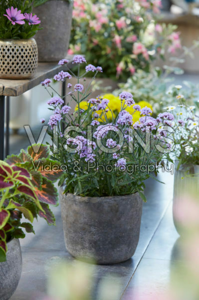 Verbena bonariensis Verbena bonariensis Verbena bonariensis Verbena bonariensis