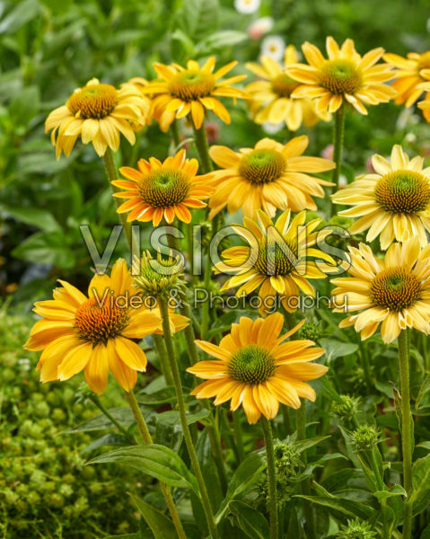Echinacea Mellow Yellows Echinacea Mellow Yellows