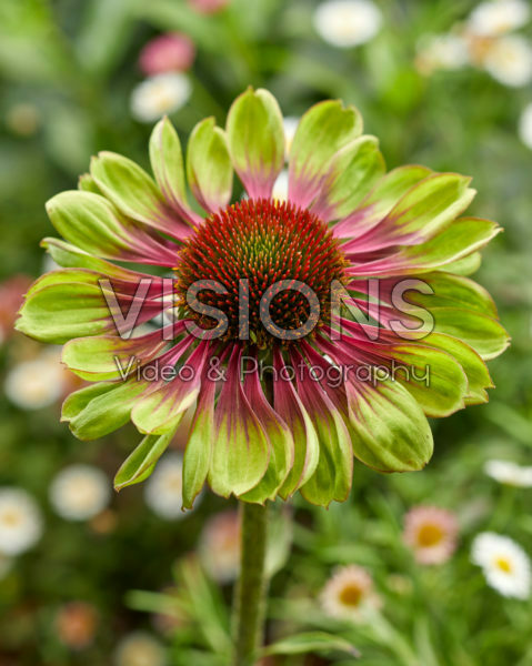 Echinacea purpurea Green Twister Echinacea purpurea Green Twister