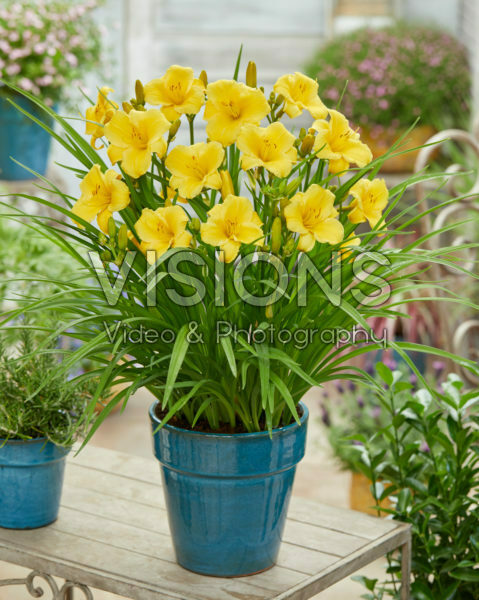 Hemerocallis EDL Gold Hemerocallis EDL Gold