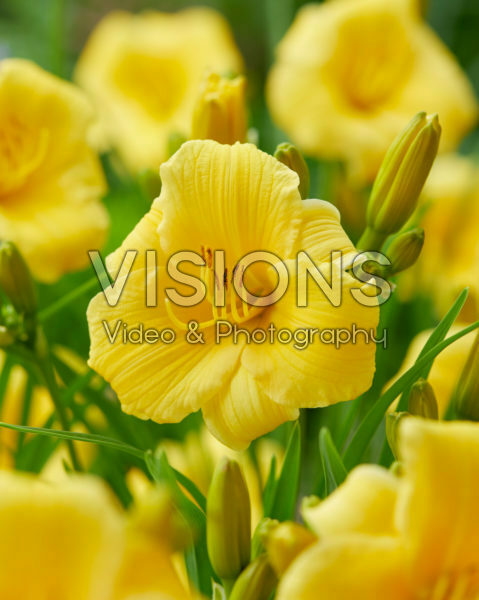 Hemerocallis EDL Gold Hemerocallis EDL Gold