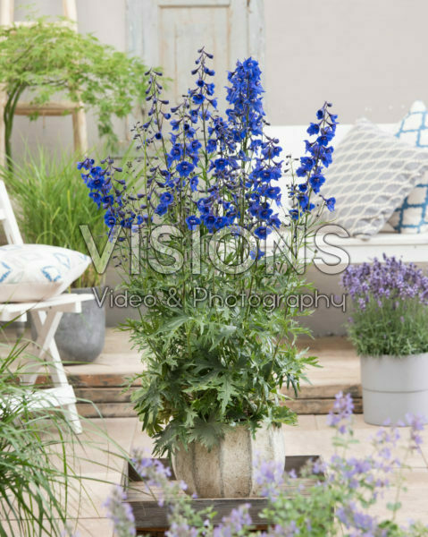 Delphinium Bella Andes Blue Delphinium Bella Andes Blue