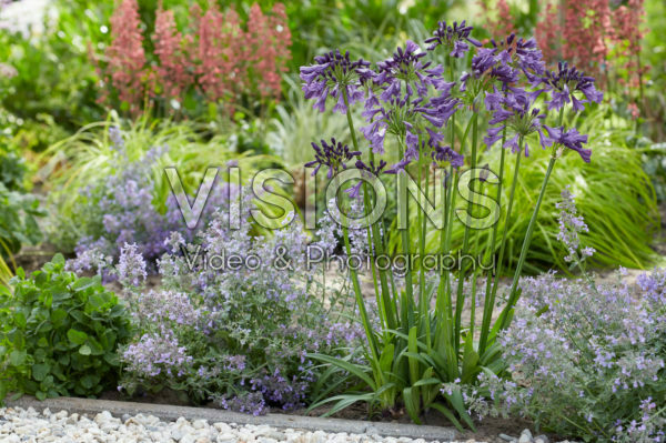 Agapanthus Poppin' Purple Agapanthus Poppin' Purple