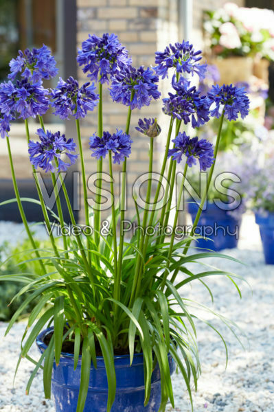 Agapanthus Blue Thunder Agapanthus Blue Thunder
