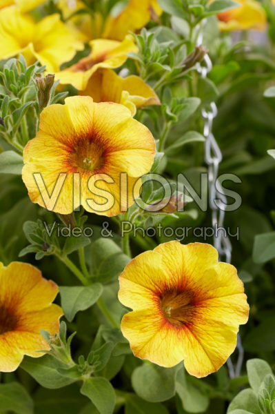Petunia BeautyCal Caramel Yellow Petunia BeautyCal Caramel Yellow