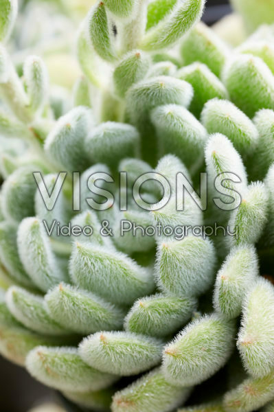 Echeveria setosa Echeveria setosa