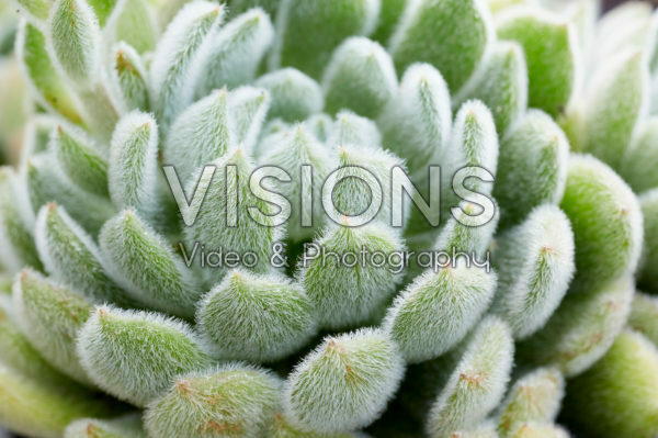 Echeveria setosa Echeveria setosa