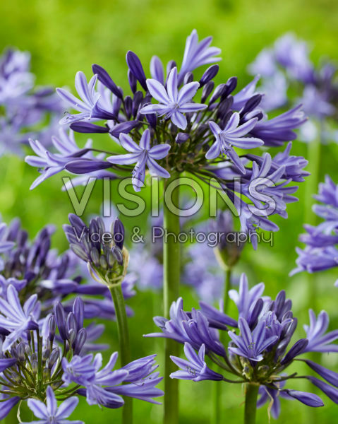 Agapanthus Navy Blue Agapanthus Navy Blue