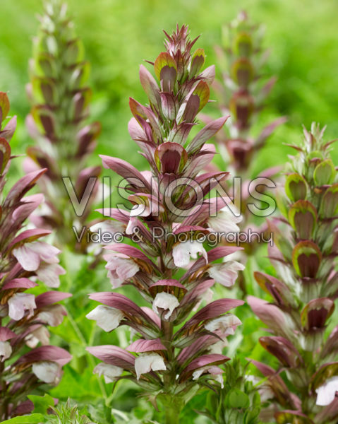 Acanthus hungaricus White Lips Acanthus hungaricus White Lips