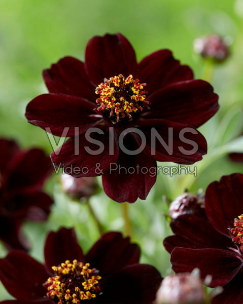 Cosmos atrosanguineus Cosmos atrosanguineus
