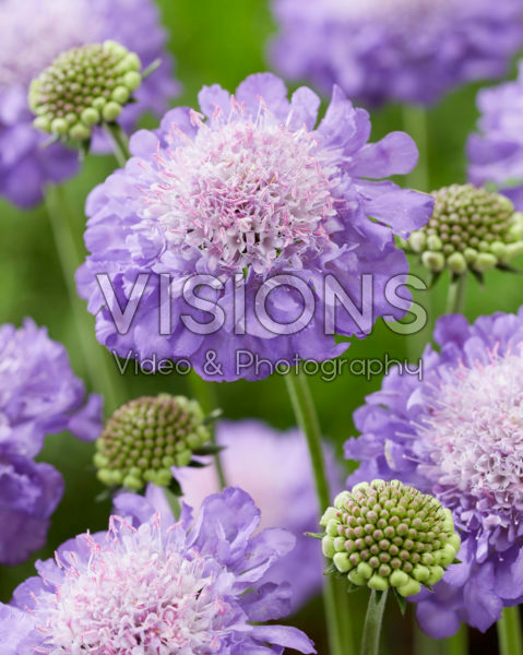 Scabiosa columbaria Mariposa Blue Scabiosa columbaria Mariposa Blue