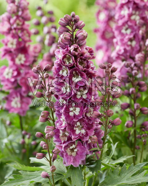 Delphinium elatum Excalibur Lilac Rose White Bee Delphinium elatum Excalibur Lilac Rose White Bee