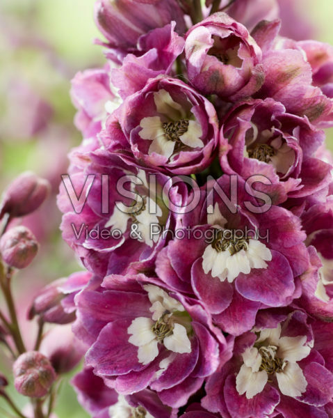 Delphinium elatum Excalibur Lilac Rose White Bee Delphinium elatum Excalibur Lilac Rose White Bee
