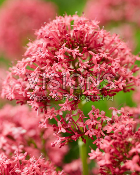 Centranthus ruber Coccineus Centranthus ruber Coccineus