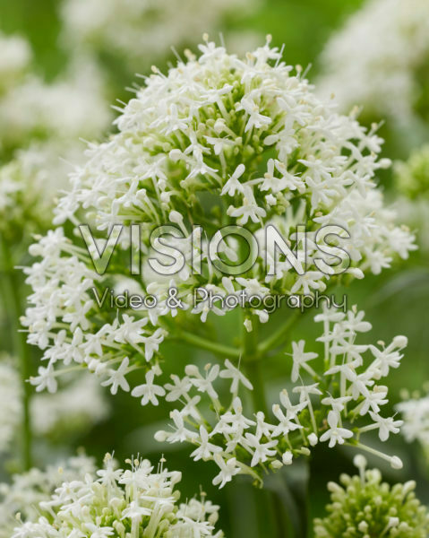 Centranthus ruber Albus Centranthus ruber Albus