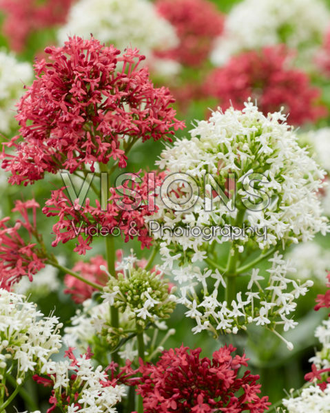 Centranthus ruber Coccineus, Albus Centranthus ruber Coccineus, Albus