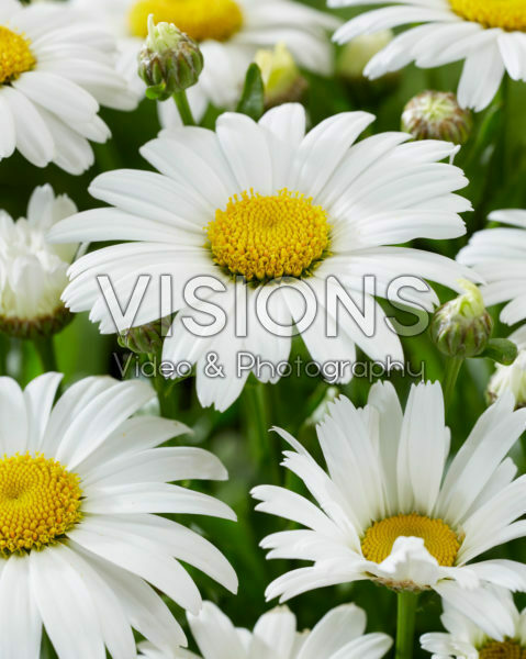 Leucanthemum Snow Lady Leucanthemum Snow Lady