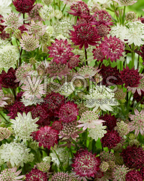 Astrantia mix Astrantia mix