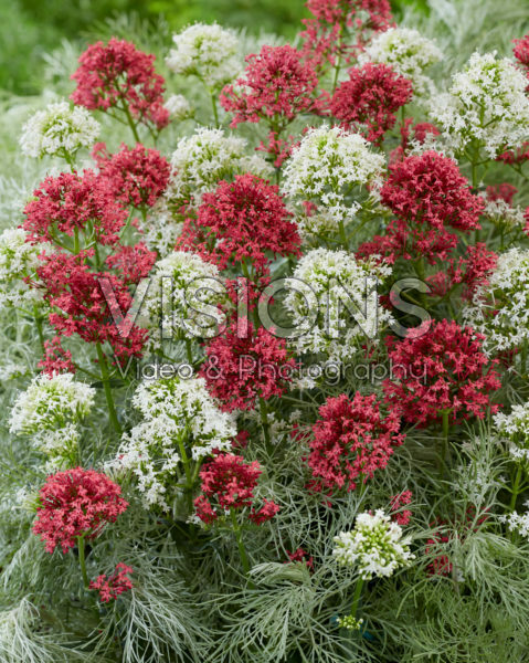 Perennial combination Perennial combination