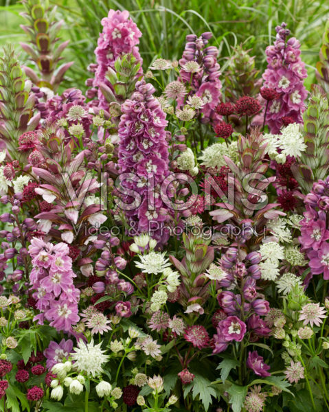 Perennial combination Perennial combination